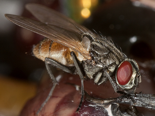 Illustration for article titled Shooting Challenge: Bugs Gallery (Part 3)